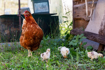 Beautiful brown hen with her little newborn chicks walking outside on the farmyard. Natural organic household concept