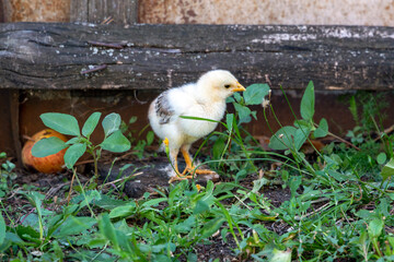 Little newborn chicks walking around on the fresh green grass. Natural organic household concept