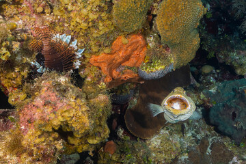 A lucky shot of an invasive lionfish on the reef with a tiger grouper that can also be seen facing the camera with its mouth open to allow cleaner gobies to climb in to fulfill their role of symbiosis