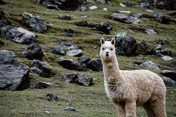 Lonely alpaca © Ignasi