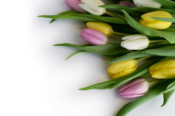 colourful tulips isolated over white background with copyright space