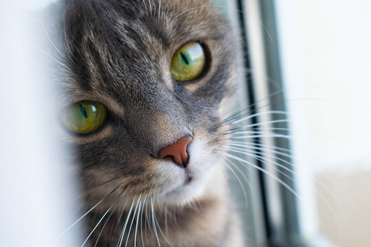Cute grey tabby cat in close up portrait sitting next to window