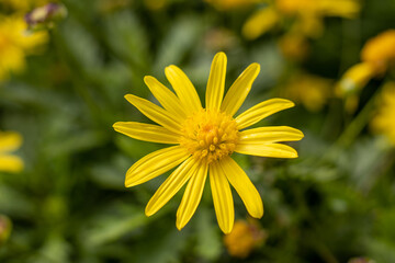 Yellow flower, close up, green background, cute blossom.