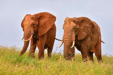 Safari in the African savannah. Elephants in the National Park of Kenya.