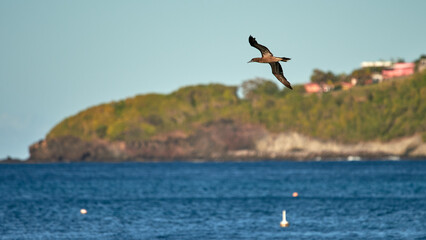 A selective focus shot of henderson petrel (pterodroma atrata) in flight over the sea