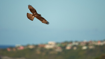 A selective focus shot of common buzzard in flight
