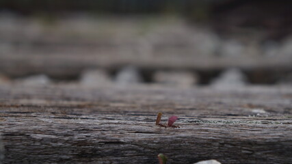 ants on the ground