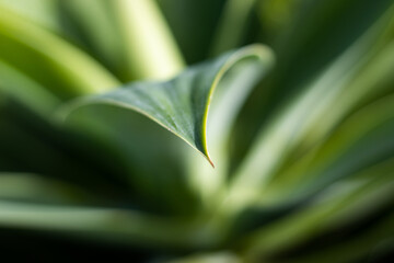 Macro of Fox tail plant, agave attenuata, lines and texture.