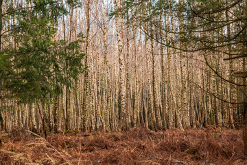 Birkenwäldchen steht wie eine Wand im Wald