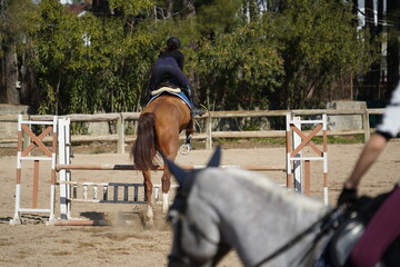 Horse barrier jump training, Show Jumping, Equestrian Sports, Horse riding