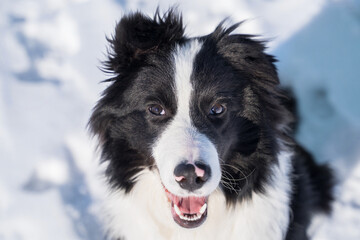 Portrait of a black and white border collie dog that is outdoors in winter in frost