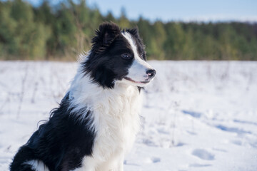 Portrait of a black and white border collie dog, which looks to the right and is outdoors in winter in frost, in the background is a forest.