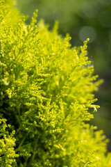 Fototapeta na wymiar Detail photo of plant, green cedar branches, ornamental plant.