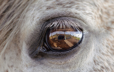 Detail of horse mane and eye, white Lusitano mare, close up.