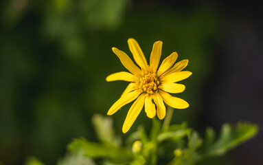 Yellow flower, close up, green background, cute blossom.