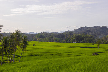 Fototapeta na wymiar Rice field landscape with views of coconut trees and clear sky