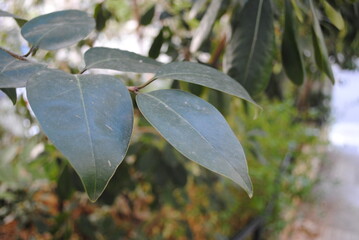 Śródziemnomorska zieleń © Maksymilian