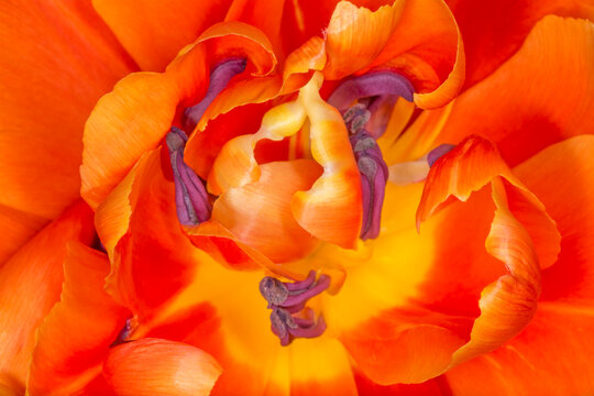 close up of orange tulip