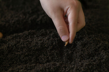 a hand plants a seed in the ground