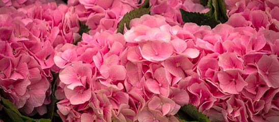 Panorama of colourful bunches of hydrangea flowers at a market