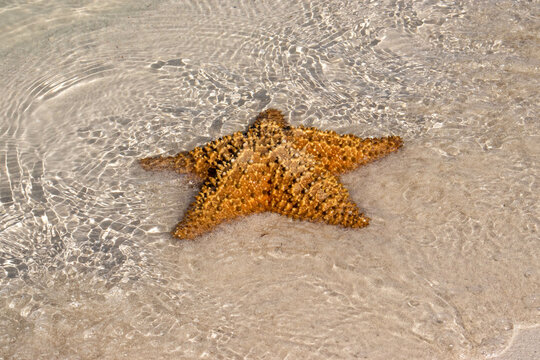 18,447 Starfish Stock Photos, High-Res Pictures, and Images
