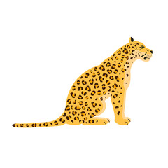Vector flat sitting leopard isolated on white background