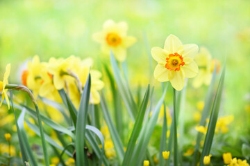 Obraz premium Spring blossoming light yellow and white daffodils in garden, springtime blooming narcissus (jonquil) flowers, selective focus, shallow DOF, toned