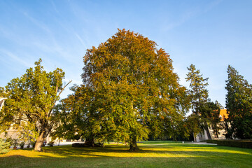 Green and yellow trees in early autumn park