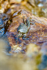 Crab sits on a stone and is surrounded by water