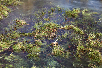 Green grass in a frozen swamp on a cold spring morning.