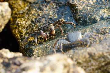 Two crabs on a stone face each other