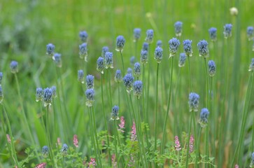 Blooming blue onion, scientific name Allium caesium