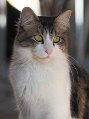 cat looking out the window