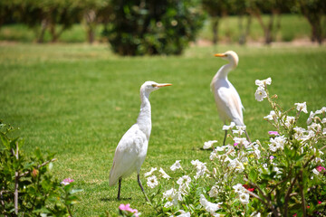 White cattle egret wild bird, also known as Bubulcus ibis walking on green lawn in summer