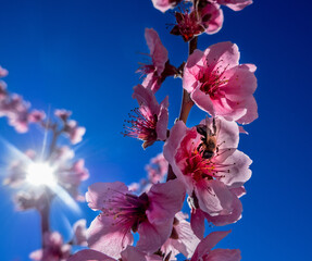 floraison des amandiers