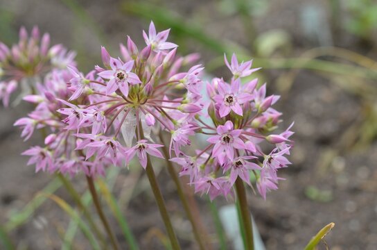Blooming dwarf pink onion, scientific name Allium campanulatum