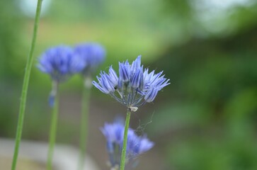 Blooming blue onion, scientific name Allium litvinovii
