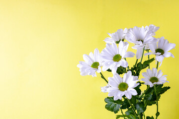 white chrysanthemums on yellow background, copy space