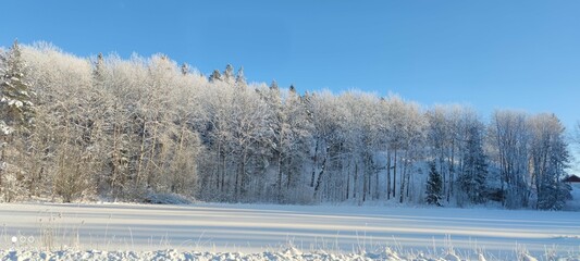 trees in the snow