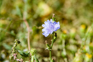 Beautiful chicory flower on an unfocused field background.