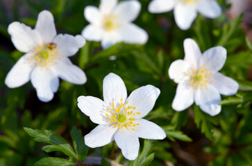 Naklejka na ściany i meble anemones beautiful spring white flowers in the forest closeup