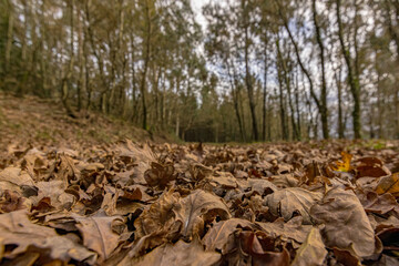 Dried oak leaves on the ground of a road