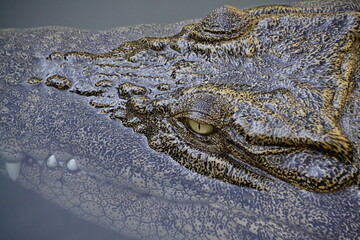 Krokodil