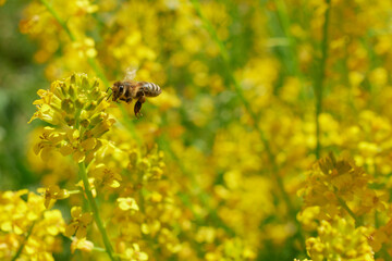 Pracowita pszczoła niesie pożytek do ula. Pszczelarz będzie zadowolony z dużej ilości świeżego miodu. - obrazy, fototapety, plakaty