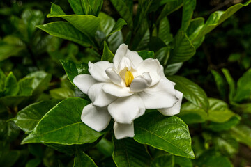 Beautiful and fragrant white flower of Gardenia