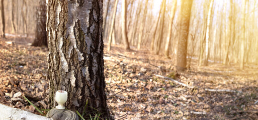 Collecting birch sap in the spring in a ceramic dish. Panorama of birch forest at sunset