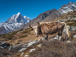 Fototapeta na wymiar View to big brown yak on the hill with view to Himalaya peaks in Nepal