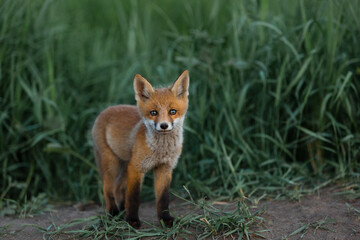 red fox against a background of green grass