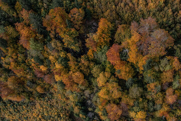 Herbst Wald