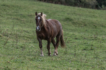 Fototapeta premium Haflinger
